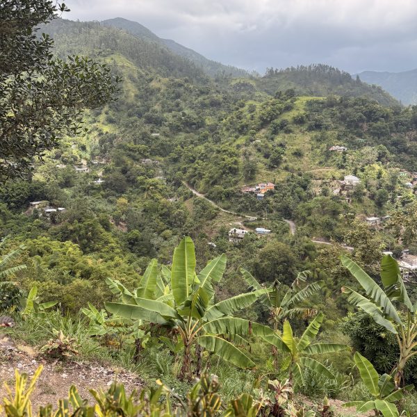 Durch die Blue Mountains und zwei Kaffeeplantagen
