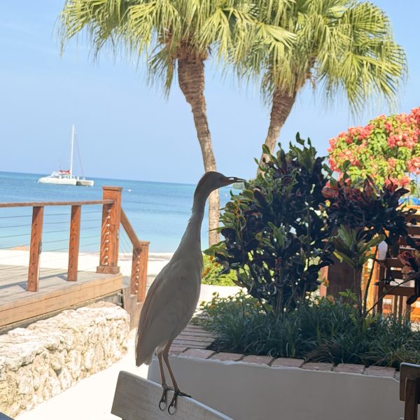 2. Tag Erster Urlaubstag – Tauchen, Regen und Teppanyaki
