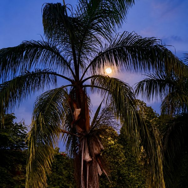 Eine Nacht mit Dschungelblick im LF Jungle Retreat