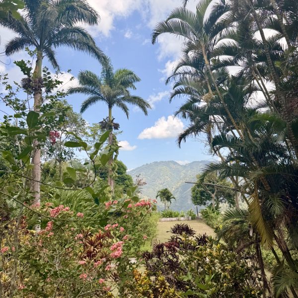 Durch die Blue Mountains und zwei Kaffeeplantagen