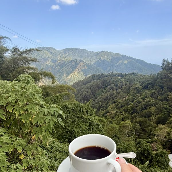 Durch die Blue Mountains und zwei Kaffeeplantagen