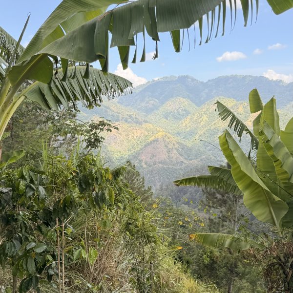 Durch die Blue Mountains und zwei Kaffeeplantagen