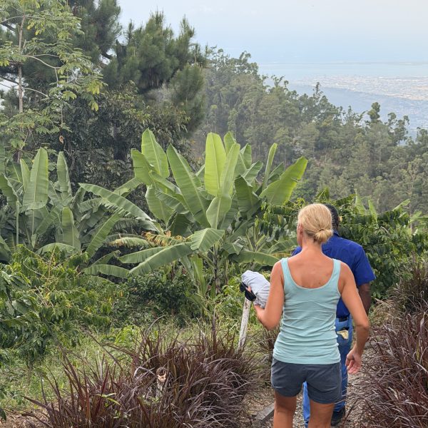 Durch die Blue Mountains und zwei Kaffeeplantagen