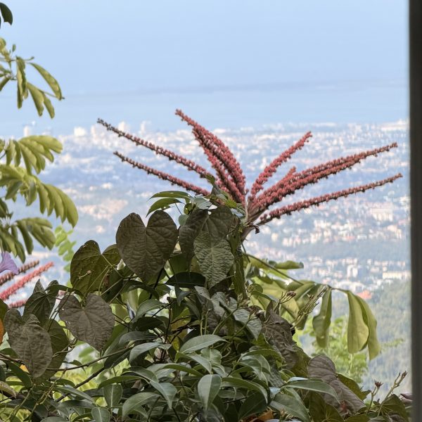 Blue Mountains - Scotchies - Jamaika Inn