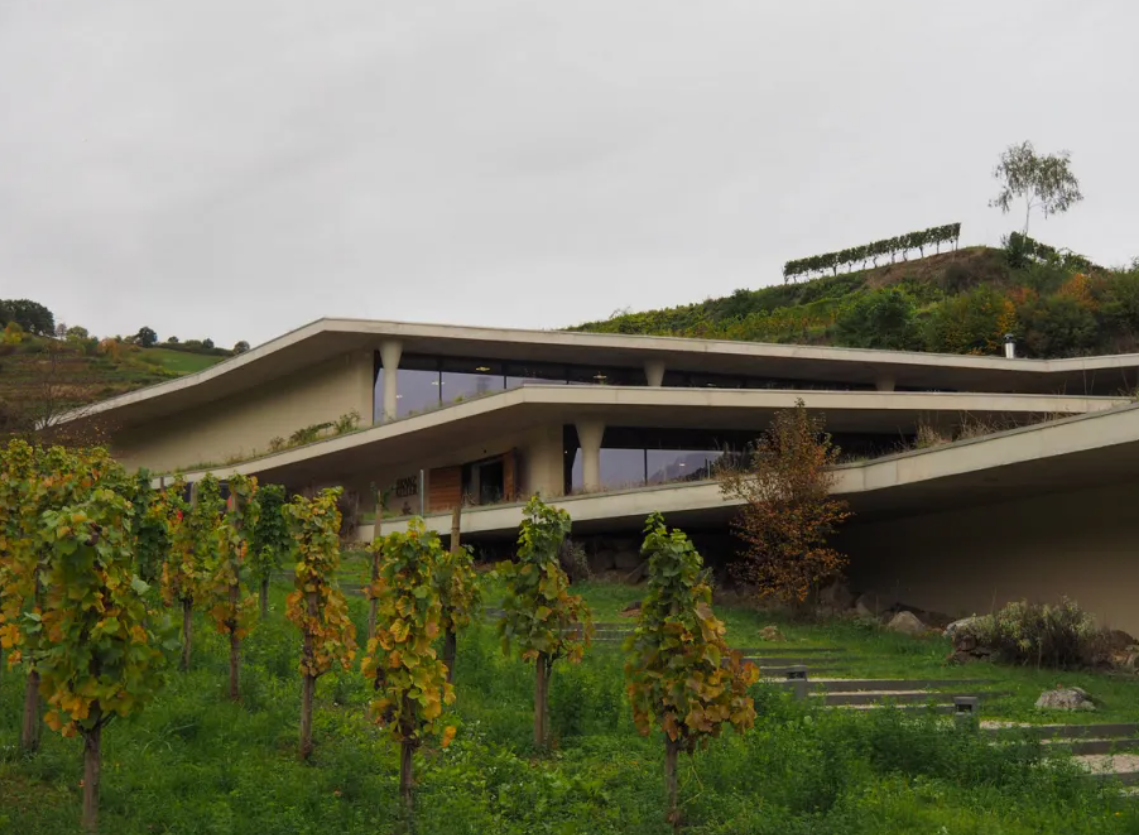 Weingut Franz Keller in den Oberbergener Weinbergen