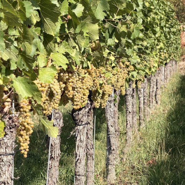 Wanderung zu Salwey und Gleichenstein