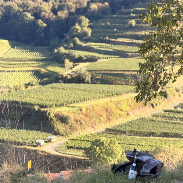 Tasting bei Franz Keller