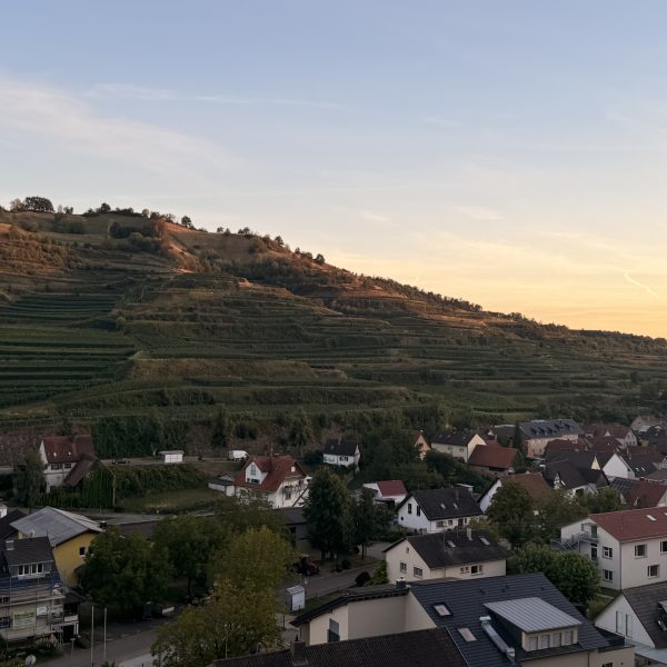 Vogelstrauße Abendessen