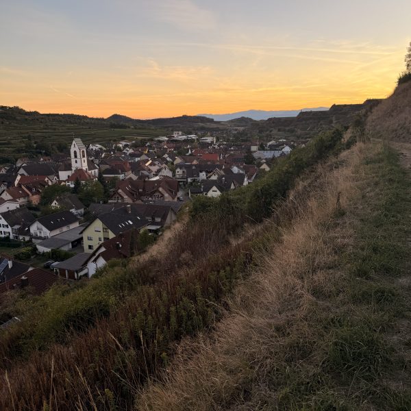 Vogelstrauße Abendessen