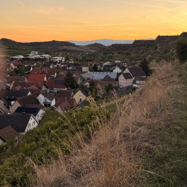 Vogelstrauße Abendessen