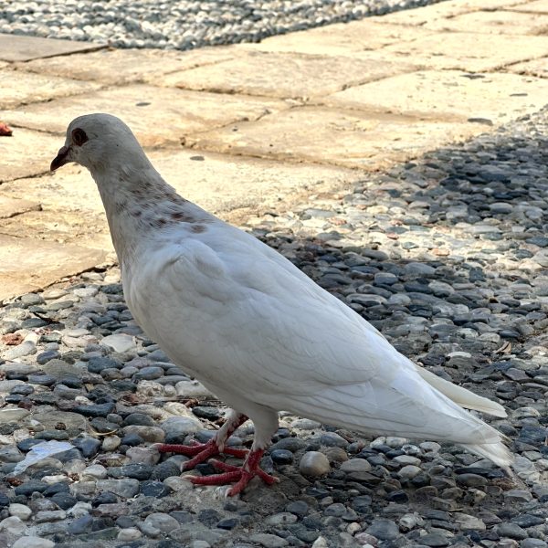 Kalymnos: Hafen, Schwämme und Altstadt