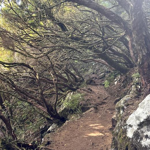 Rabaçal, Risco und 25 Fontes – Levada, Wasserfälle und Lorbeerwald