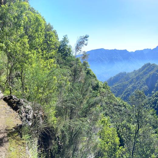 Levada da Norte bei Prazeres – Tunnel, Wasserfall und Wald