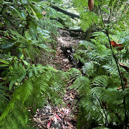Levada da Norte bei Prazeres – Tunnel, Wasserfall und Wald