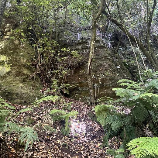 Levada da Norte bei Prazeres – Tunnel, Wasserfall und Wald