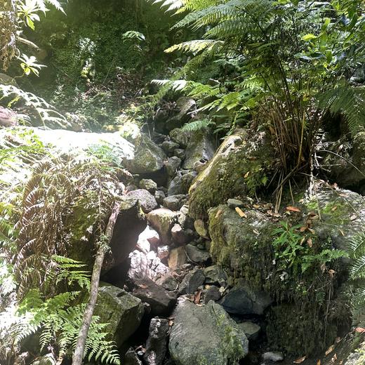 Levada da Norte bei Prazeres – Tunnel, Wasserfall und Wald