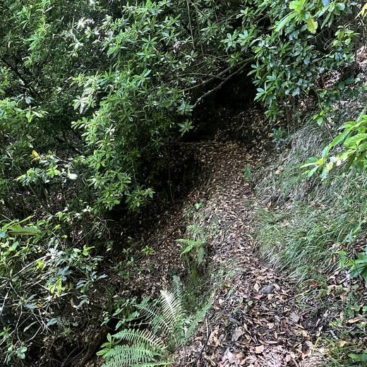 Levada da Norte bei Prazeres – Tunnel, Wasserfall und Wald