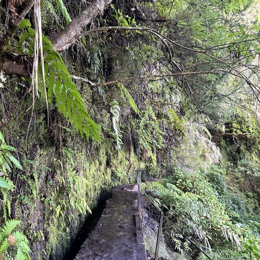 Queimadas und Levada do Caldeirão Verde – grüne Wege und Wasserfall