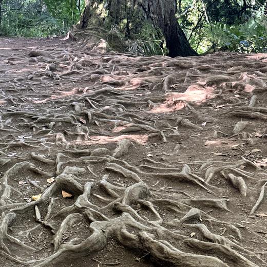 Queimadas und Levada do Caldeirão Verde – grüne Wege und Wasserfall