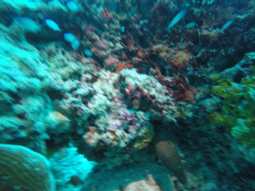 Tabemasu und erste Unterwasserwelt