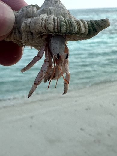 Strandtag, Palmen und Riviera-Abend