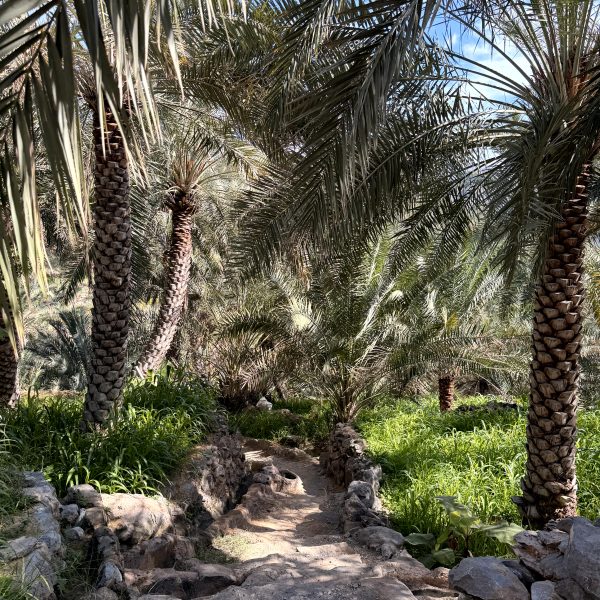 Canyons & Schluchten Richtung Jabal Shams