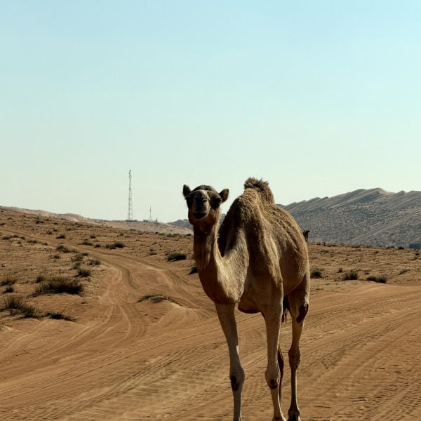 Ankunft im Sama Al Wasil Camp