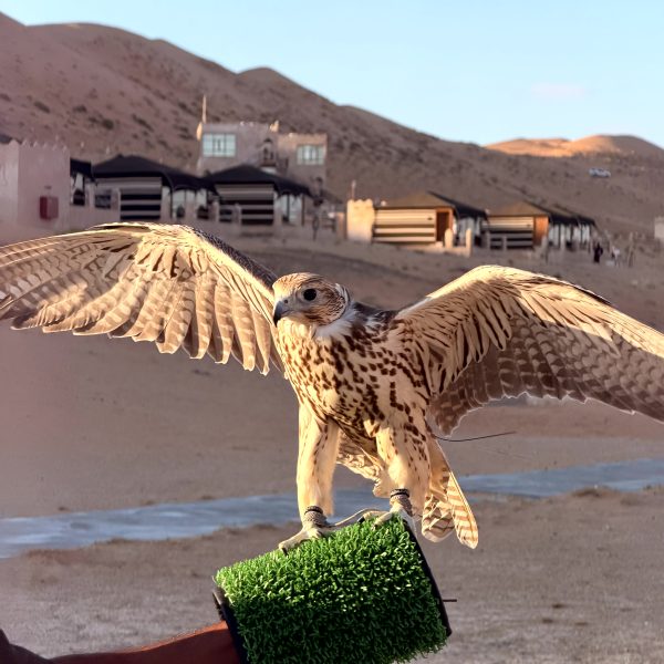 Wahiba Sands: Dünen, Kamele und Sonnenuntergang