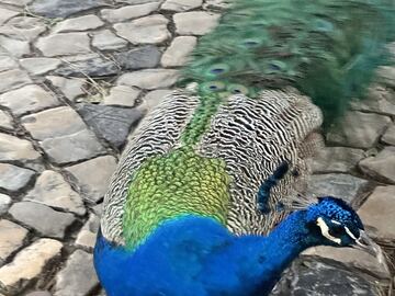 Sintra, Pena-Palast und Ankunft in Lissabon
