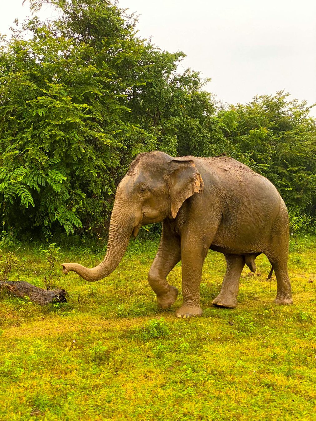 Udawalawe
