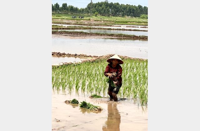 Fahrt von Hanoi zur Halong-Bucht – Reisfelder und erster Blick aufs Wasser