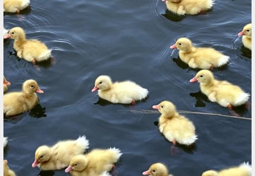 Hue Motorbike Tour – Thanh-Toan-Brücke, Enten und Dorfmarkt
