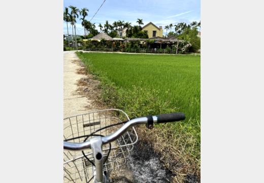Radtour bei Hoi An – Reisfelder und Coconut-Basket-Boats