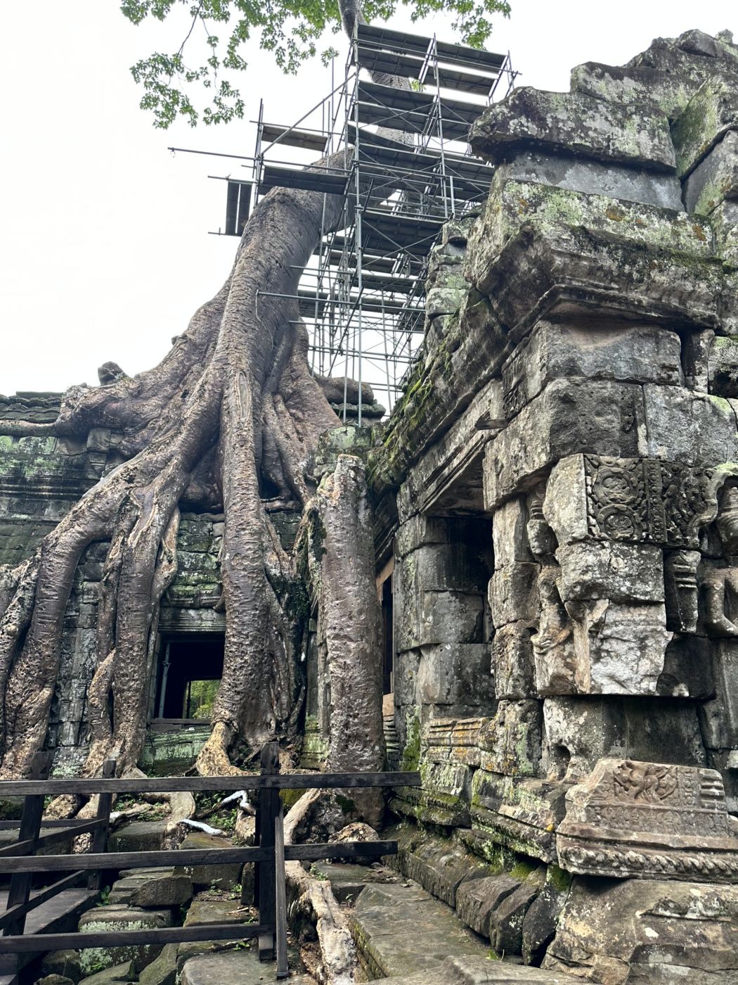Angkor-Tag 2 – Ta Prohm und die berühmten Baumwurzeln