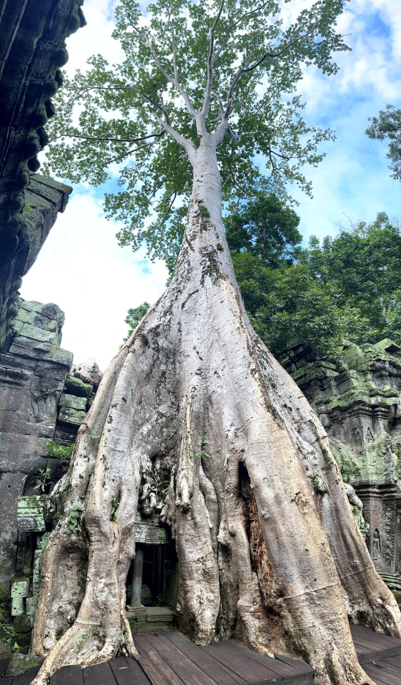 Angkor-Tag 2 – Ta Prohm und die berühmten Baumwurzeln