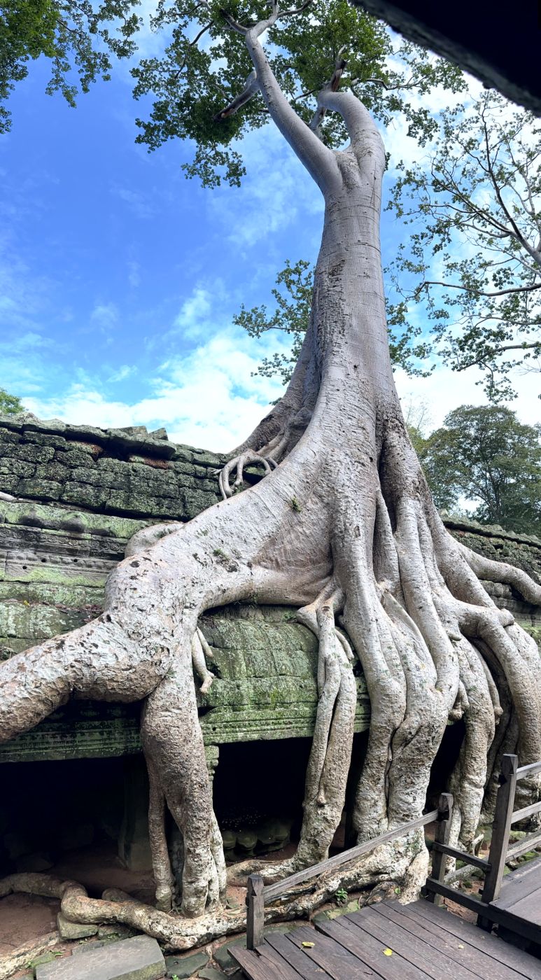Angkor-Tag 2 – Ta Prohm und die berühmten Baumwurzeln