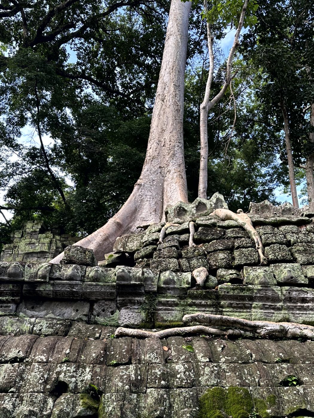 Angkor-Tag 2 – Ta Prohm und die berühmten Baumwurzeln