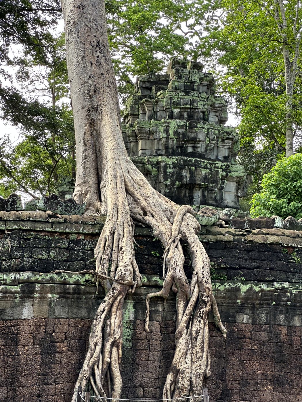 Angkor-Tag 2 – Ta Prohm und die berühmten Baumwurzeln