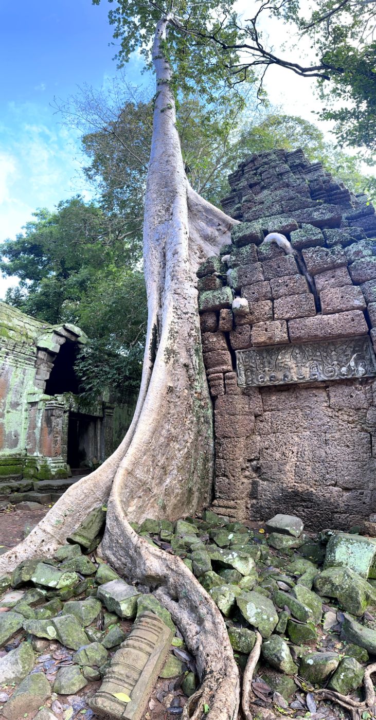 Angkor-Tag 2 – Ta Prohm und die berühmten Baumwurzeln