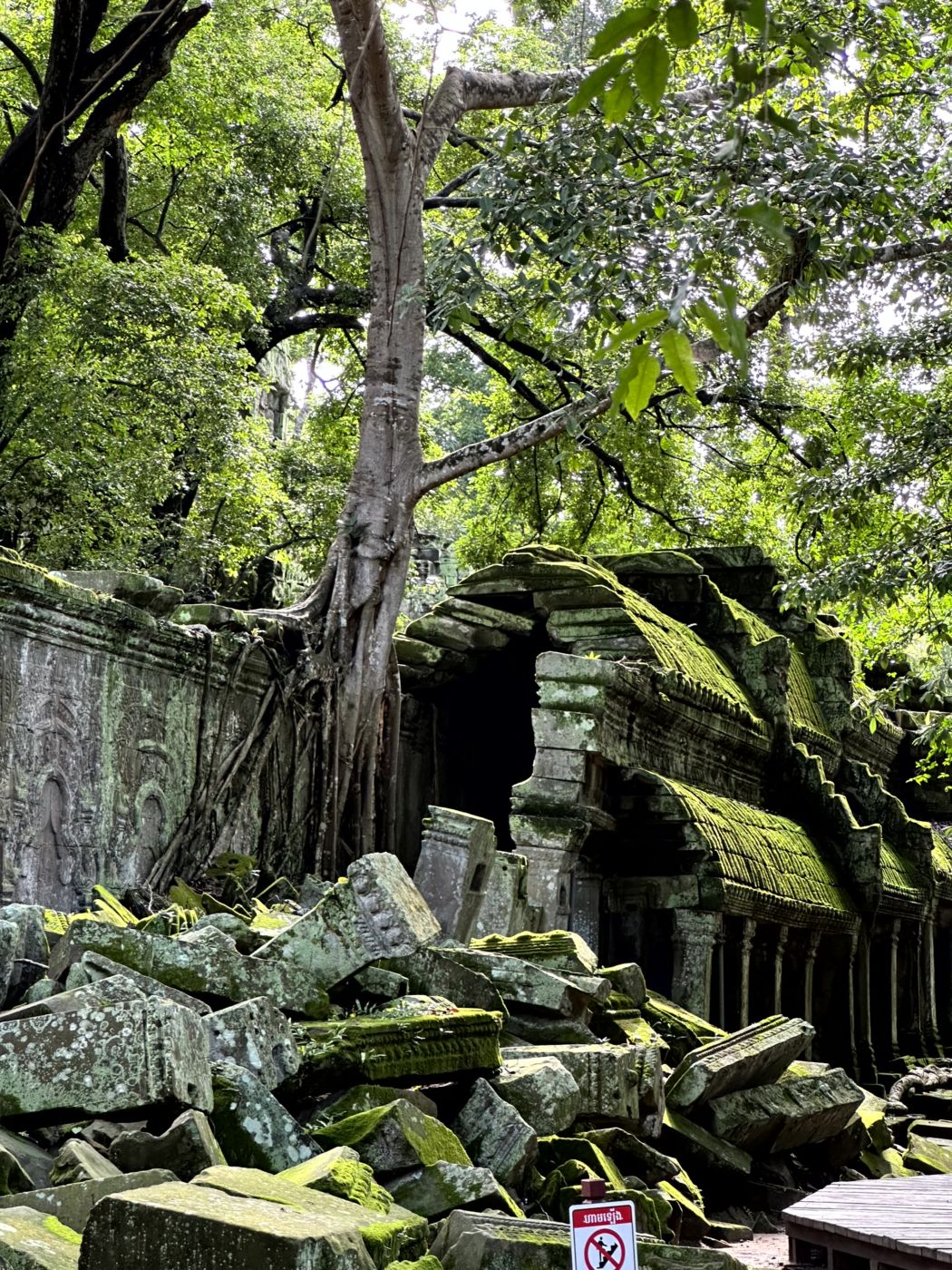 Angkor-Tag 2 – Ta Prohm und die berühmten Baumwurzeln